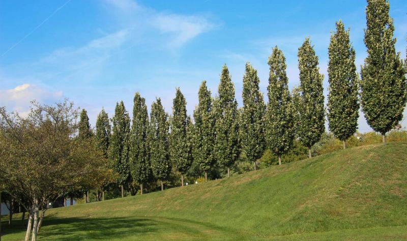A row of hybrid poplar trees.
