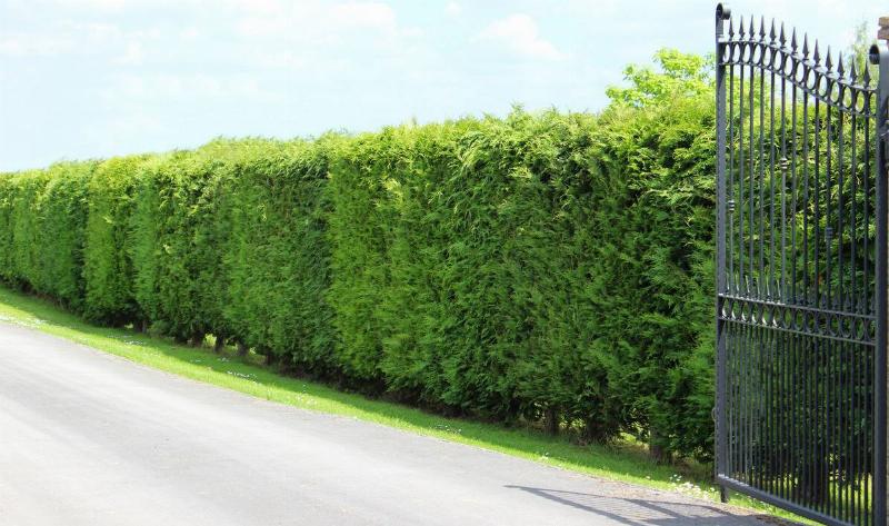 A row of leyland cypress bushes in a hedge formation.