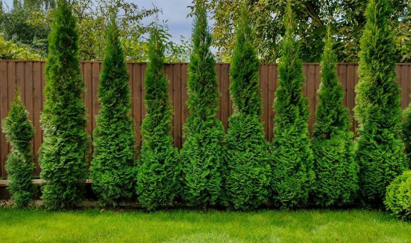 A row of Green Giant Arborvitae in front of a fence.