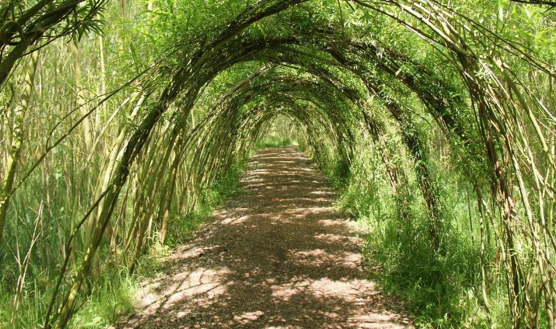 WIllow branches made into a tunnel.