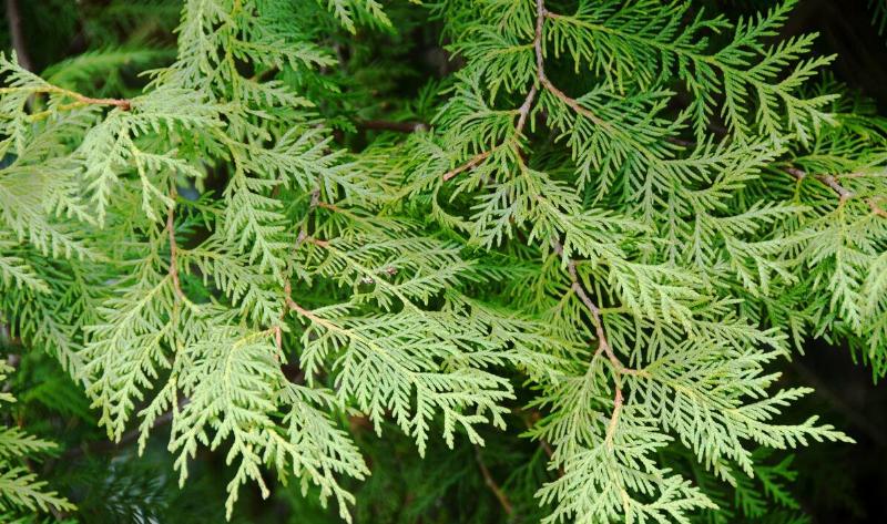 A close-up of some Eastern Red Cedar boughs.
