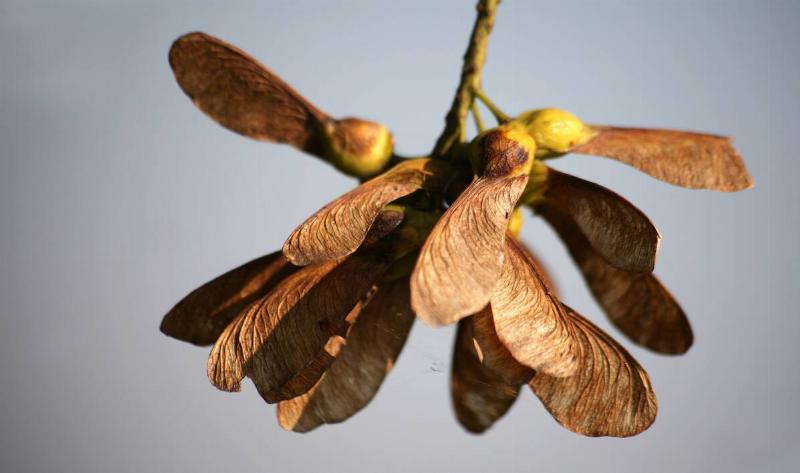 A bundle of 'helicopter' seeds on a maple tree branch.