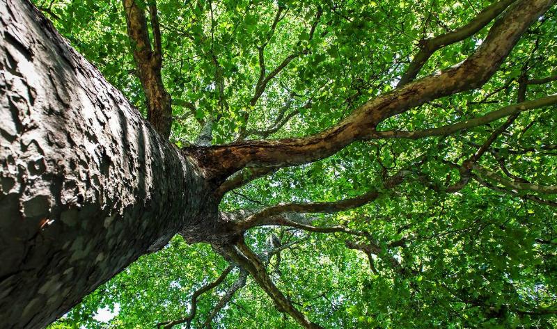 A silver maple tree as seen from below, looking up near the trunk.