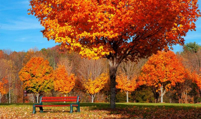 A maple tree beside a bench in a park.