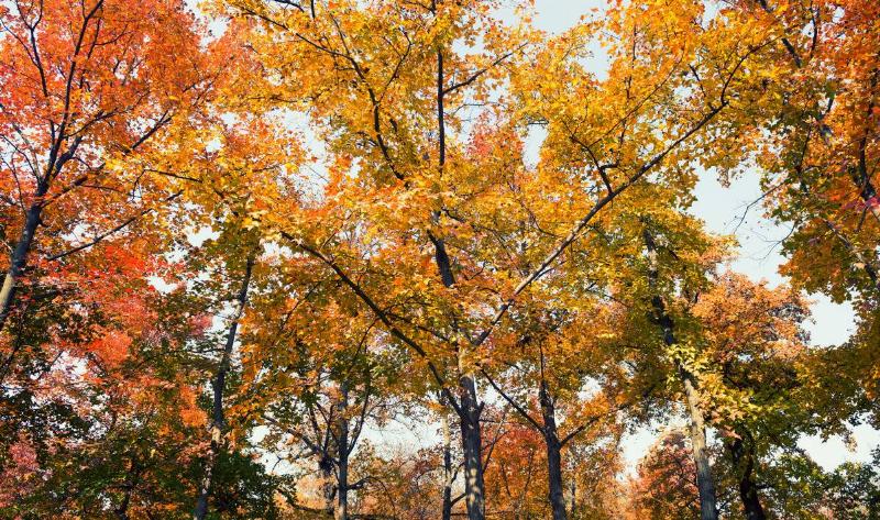 A field of maple trees with different colored autumn leaves.