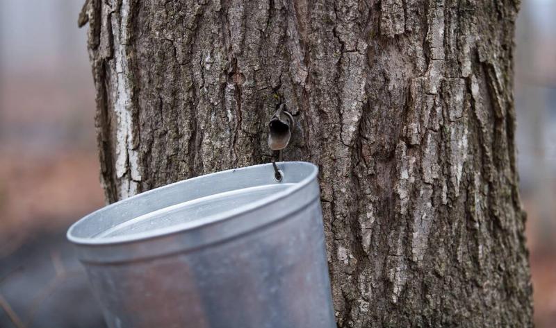 A maple tree trunk with a syrup tap in it, a bucket sitting beneath.
