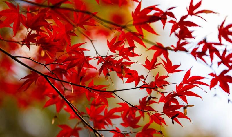 A Japanese maple tree branch with red leaves.