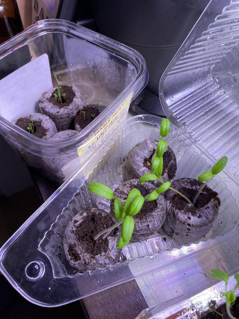 Two plastic food containers with small bundles of soil and plant sprouts within.
