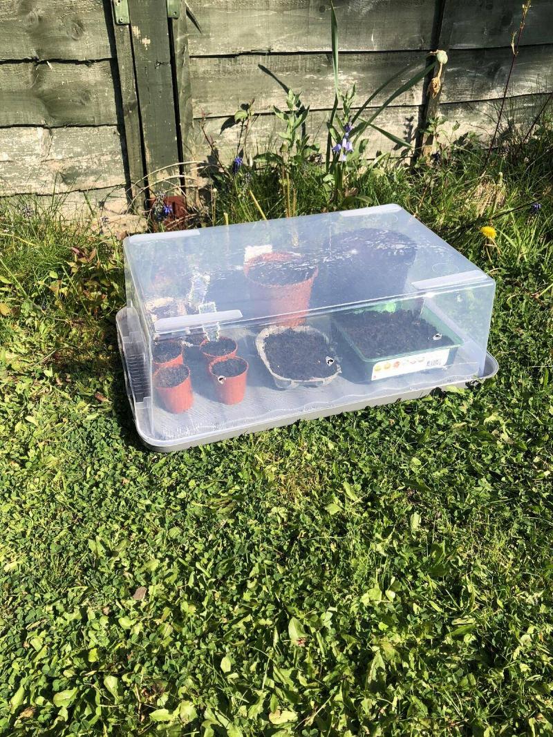 A plastic container outside in a yard. Placed upsidedown, there are plants inside resting on the bottom of the lid.