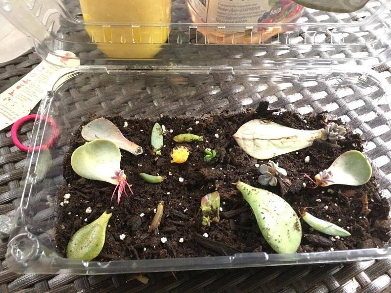 A berry clamshell container filled half way with dirt and some succulent leaves for propogating on top.