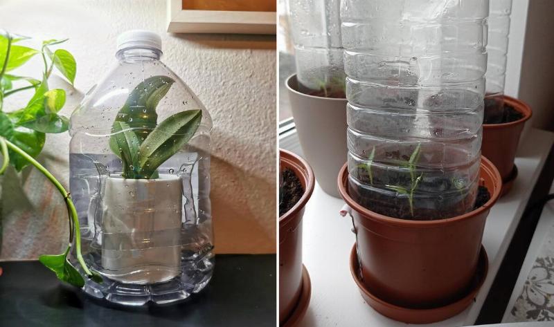 A split image, the left showing a small greenhouse made of two halves of a plastic bottle taped together with a potted plant in the middle, the other with the top of a plastic bottle placed over a plant in a pot.