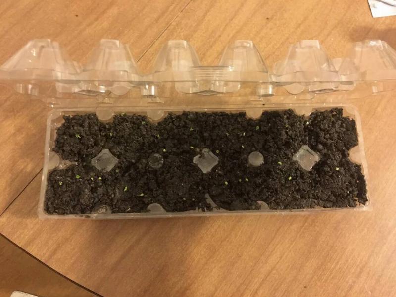 A plastic egg carton with the divots filled with soil and seeds.