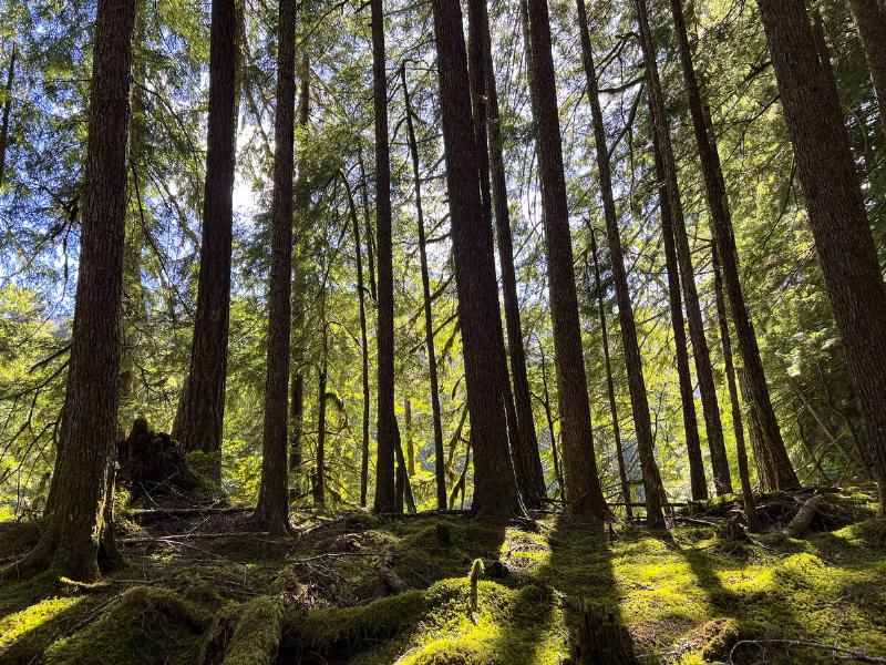 Spruce Trail in the Hoh Rain Forest in Olympic National Park in Washington State on Thursday, June 23, 2022.