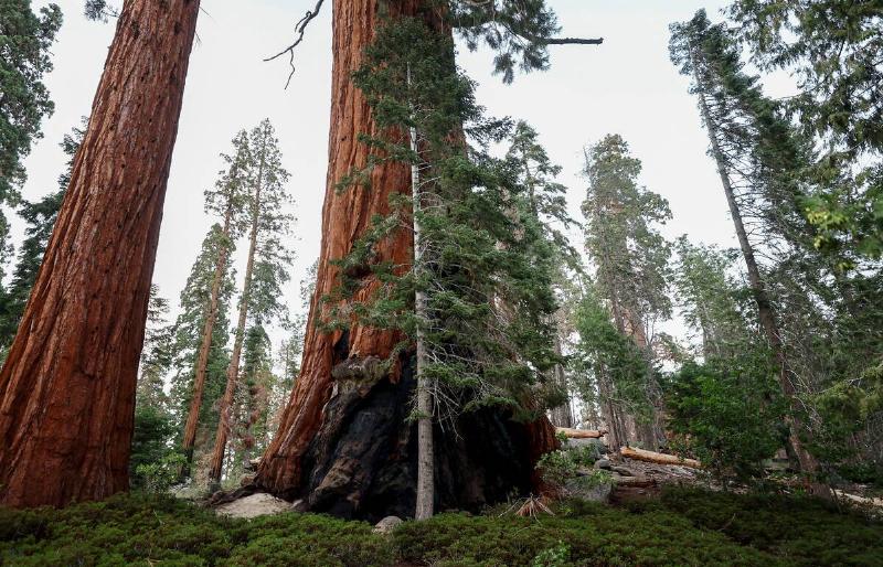 A fir tree (C) grows in front of an old burn scar on a giant sequoia tree along the Trail of 100 Giants on August 25, 2022 in Sequoia National Forest, California.