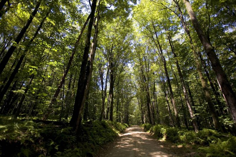 A hardwood tree canopy covers the area inside the Allegheny National Forest