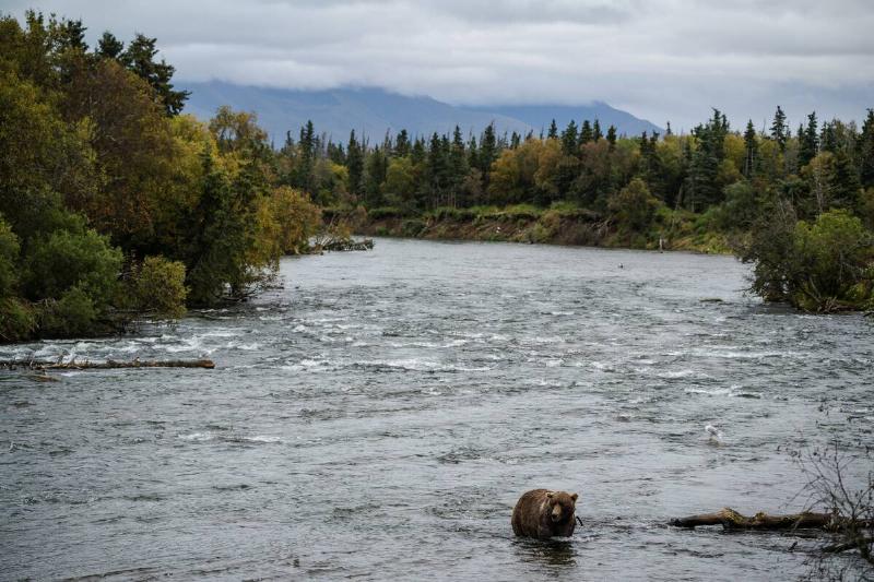 480 Otis walks across Brooks River in Bristol Bay, AK on Sept. 20, 2023. 480 Otis is estimated to be 27 years old and is a four time Fat Bear Week Champion.