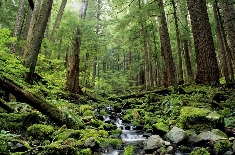 USA, Washington, Olympic National Park, Forest Scene With Creek In Soleduck Valley.