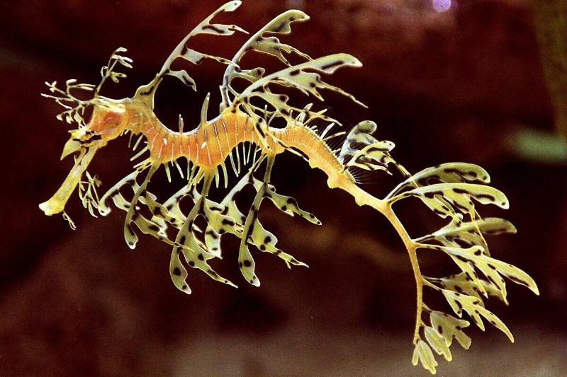 New Exhibit At The New England Aquarium