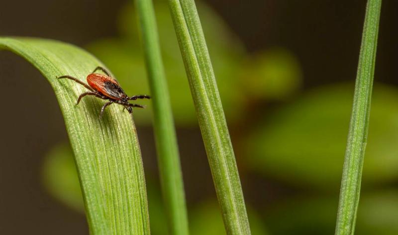 A tick on a blade of grass.
