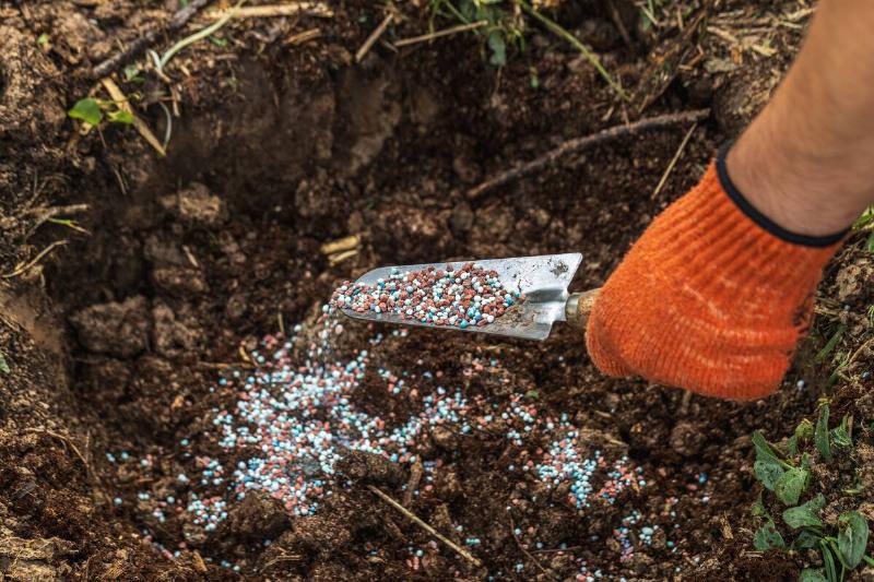A gloved hand holds a shovel and fertilizes the ground before planting plants.
