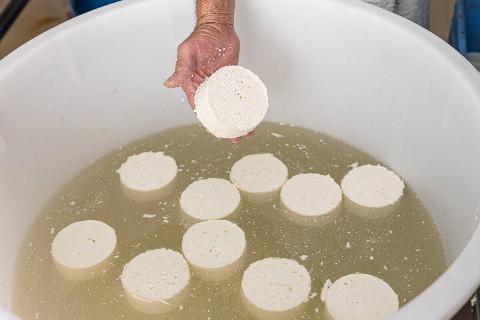 hand of an elderly worker pouring a fresh cheese into brine.