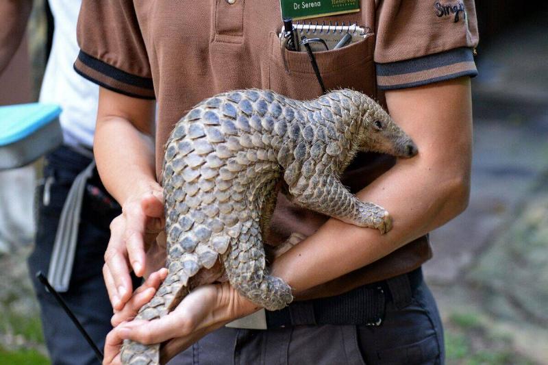 SINGAPORE-ANIMAL-PANGOLIN