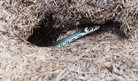 A snake emerging from a hole.