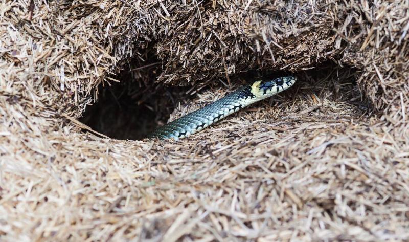 A snake emerging from a hole.