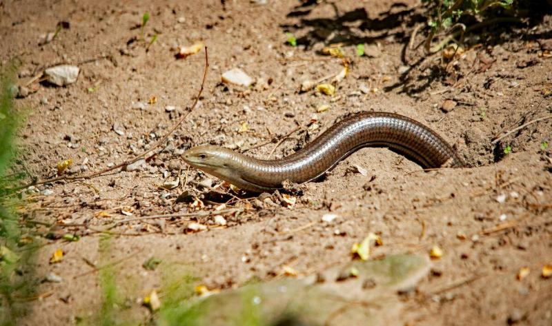 A snake emerging from a hole.
