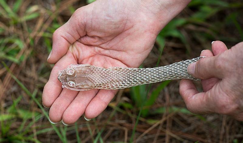 A person holding a snake skin shed in their hands.