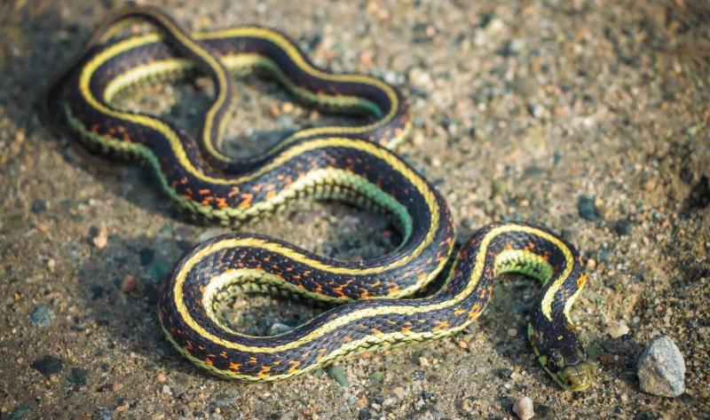 A garter snake in the dirt.