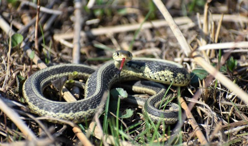 A garter snake in the dirt.