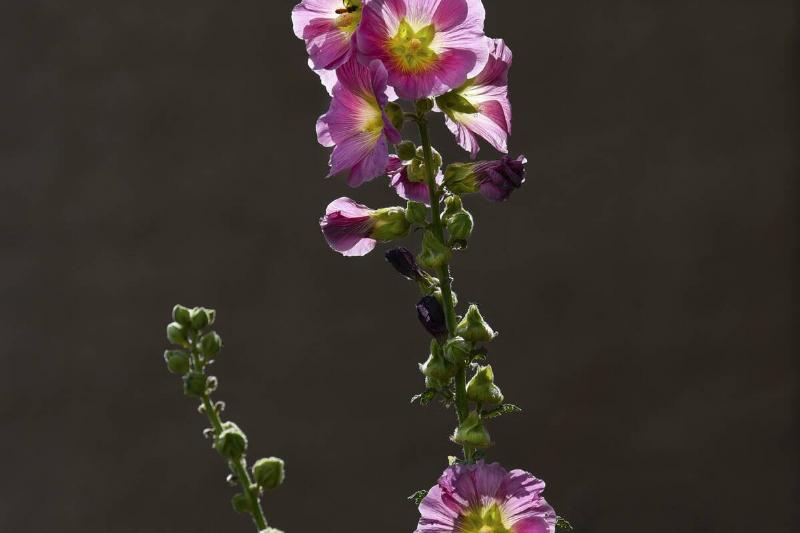 Southwest nature scenics