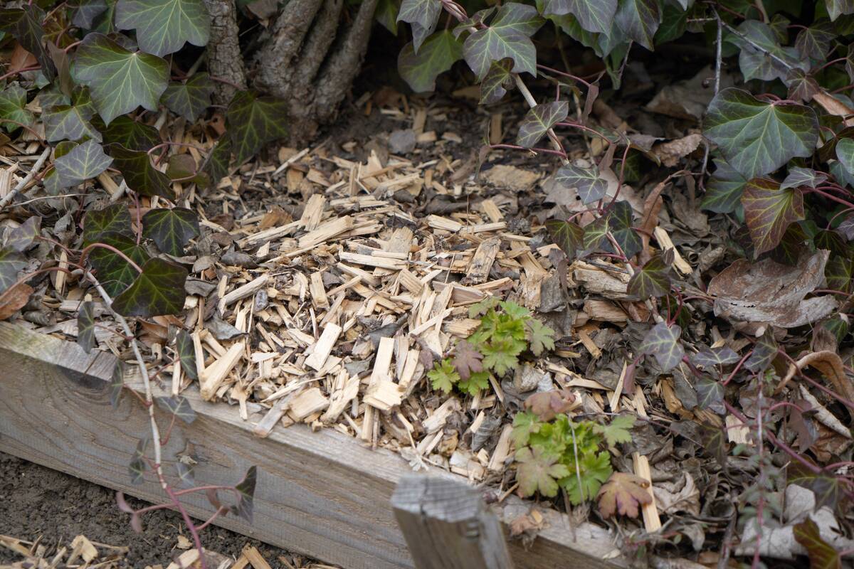 A pile of wood waste left on the ground