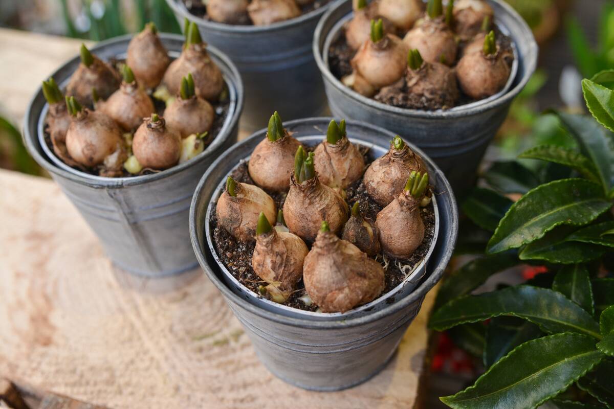 young bulbs of spring flowers in the pots