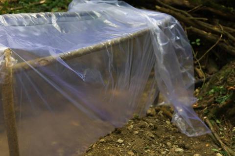 A cold frame in a garden made with plastic sheets on a frame made of branches.
