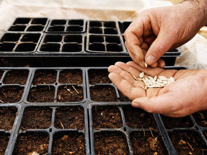 A closeup of a farmer's hand while sowing zucchini in the nursery