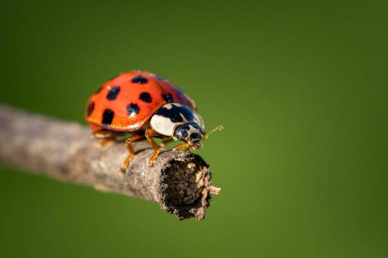 A ladybug on a branch.