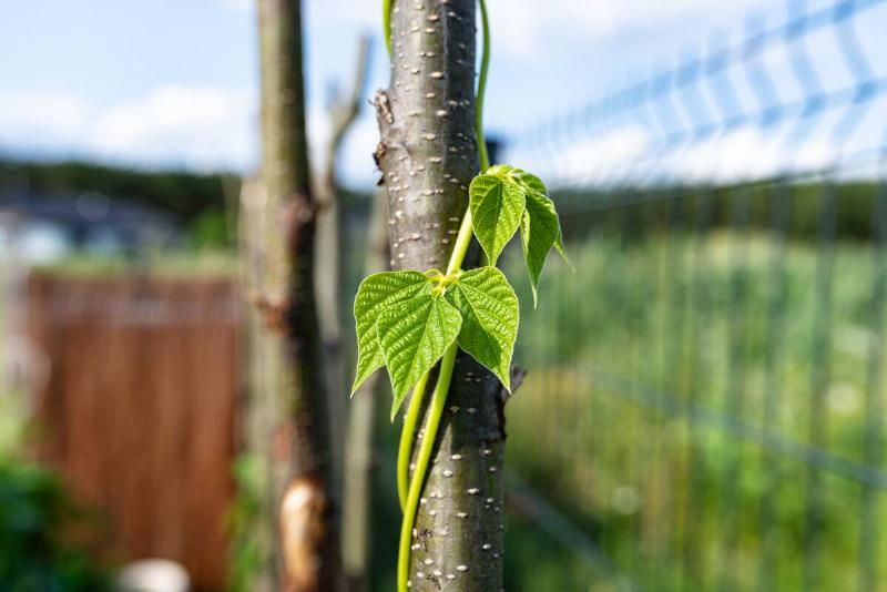 Climbing beans in the home garden wrapped around branches, early spring.