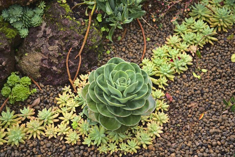 Succulent flowers and plants of Madeira