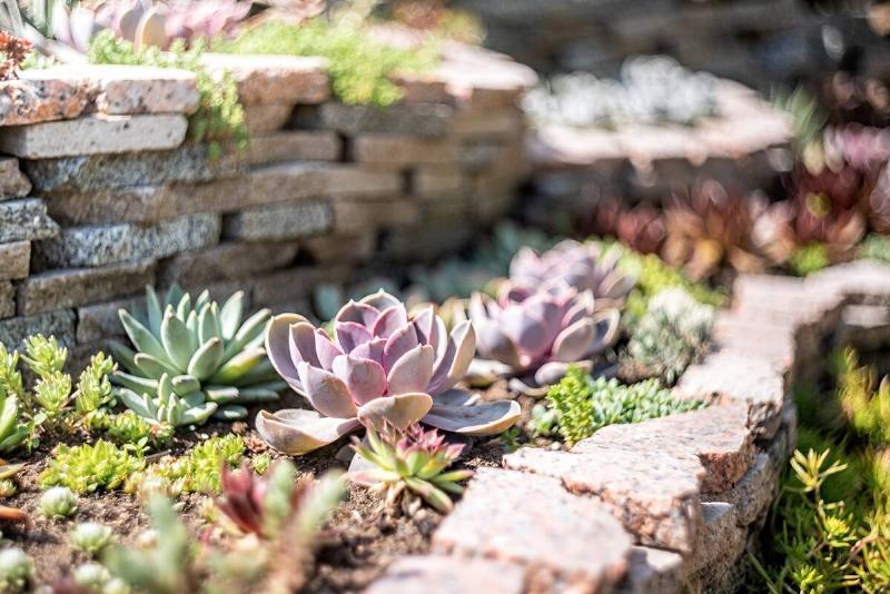 Miniature succulent plants. Gardening concept. Echeveria succulents in the garden in a sunny day
