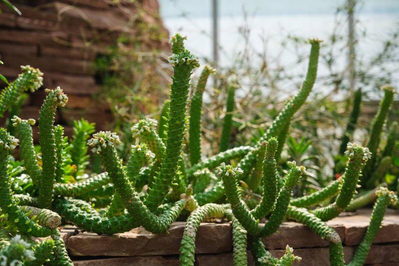 Euphorbia guentheri in botanic garden