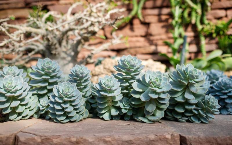 Blue Rose Echeveria or Echeveria imbricata in botanic garden
