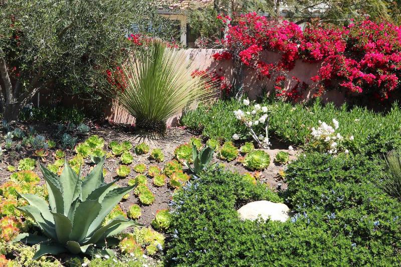 A view of someone's garden with succulents scattered throughout.