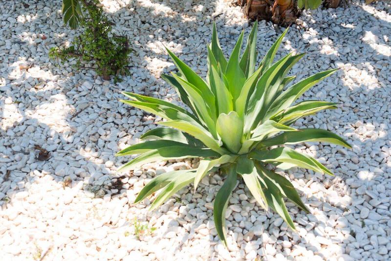 Close-up of green Agave on gravel floorin a stone-paved garden