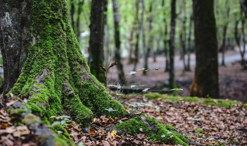The base of a tree with moss growing on one side.