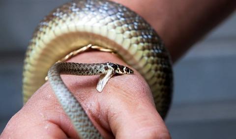 A person's hand being bit by a small snake.