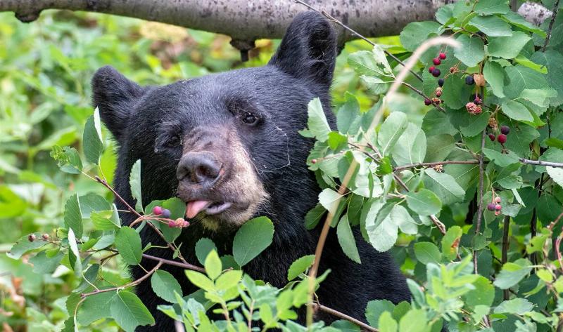 A bear trying to eat a berry off a bush. 