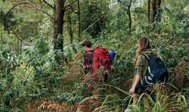Two people walking through the woods.