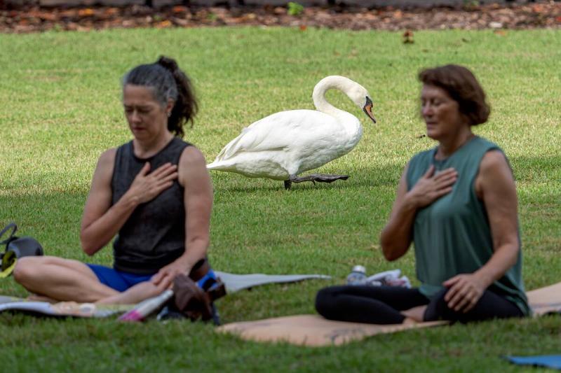 Swan Walks Past People Meditating In City Park